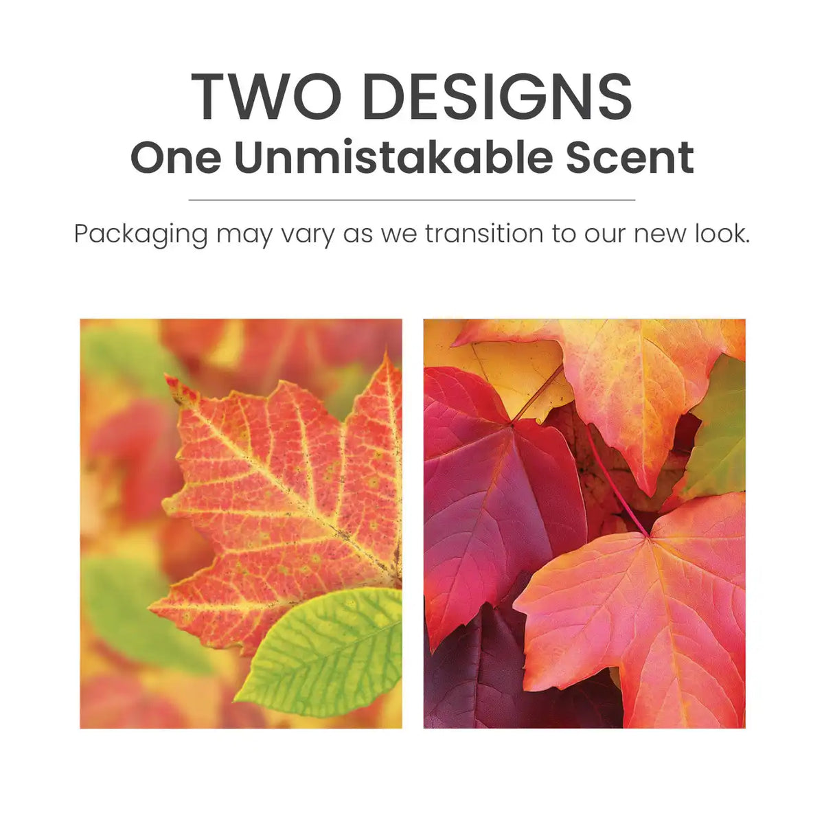 Autumn Leaves® ScentPlug® Refill